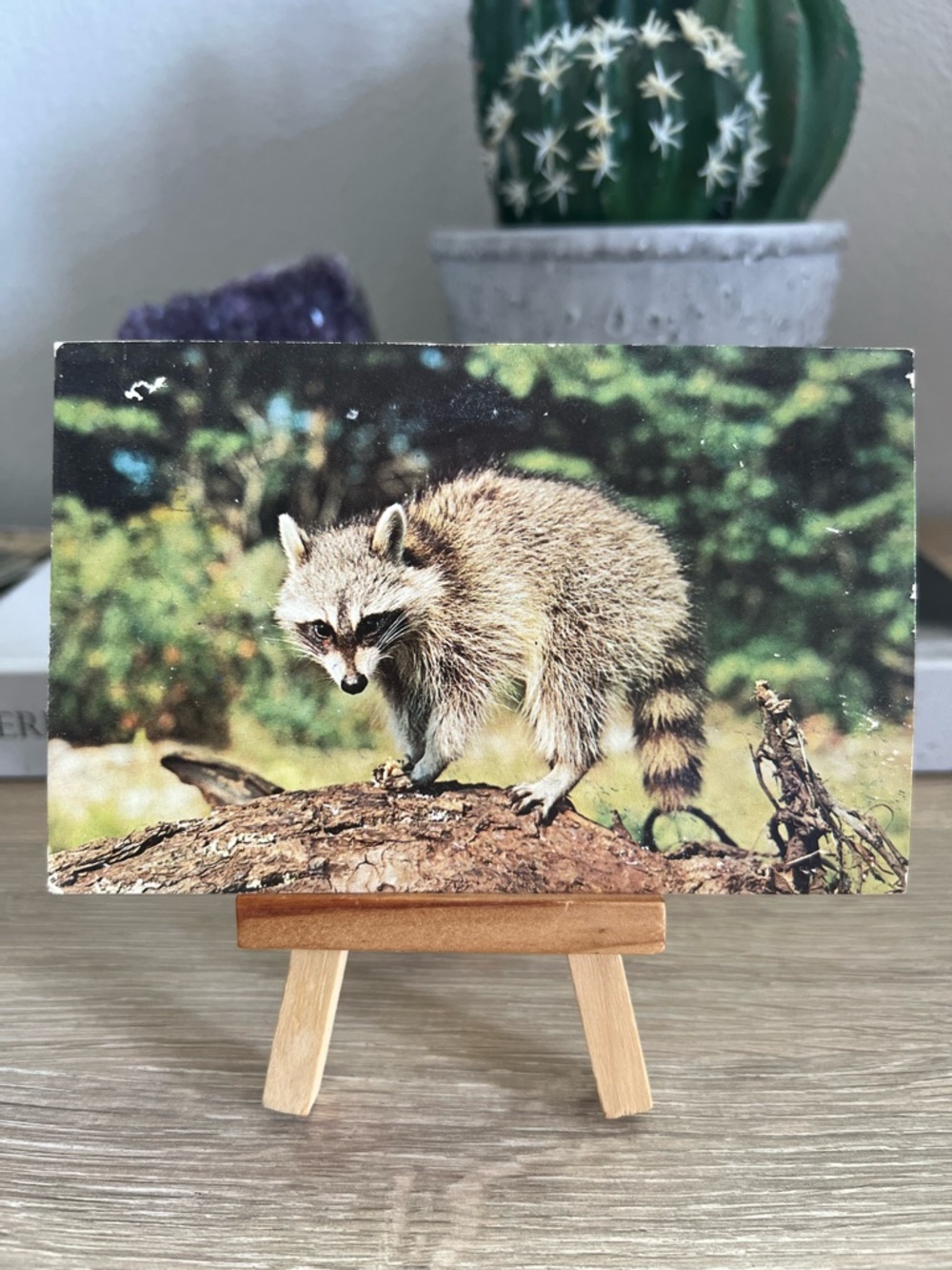Vintage Mr Racoon Raccoon Postcard Posted 1966 Wildlife Animal Dexter Press